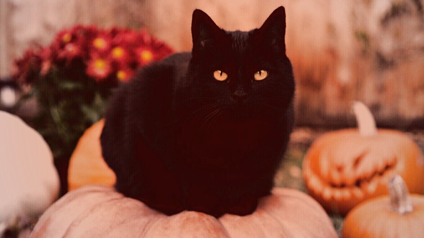 Чёрный кот на тыкве обои