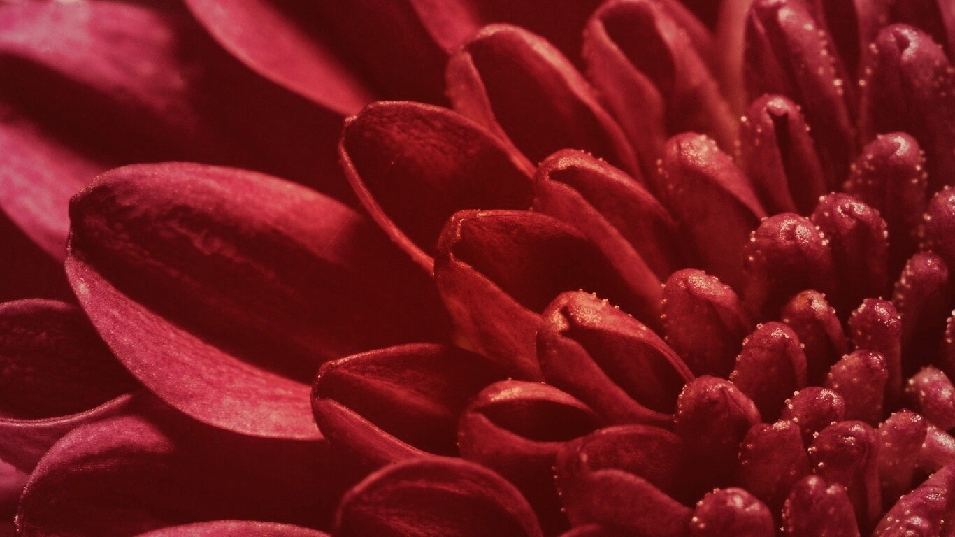 Лепестки хризантемы обои