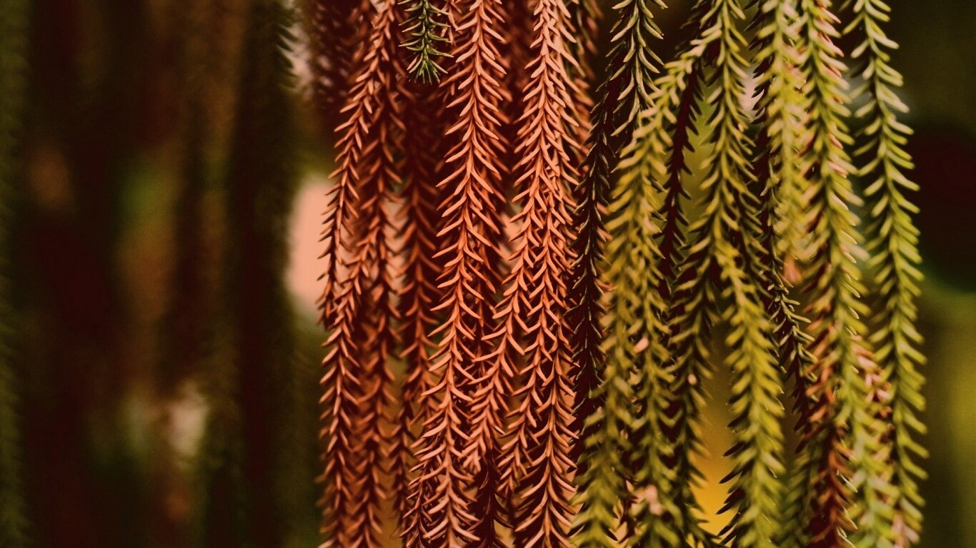 Зеленые колючки обои