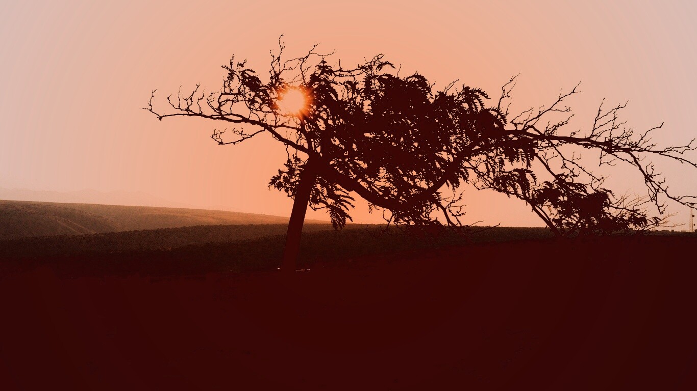 Дерево на закате обои