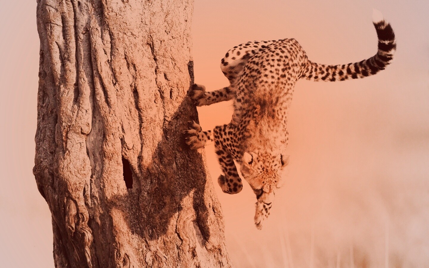 Скалолаз обои