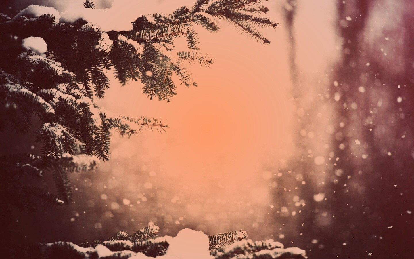 Еловые лапы в снегу обои