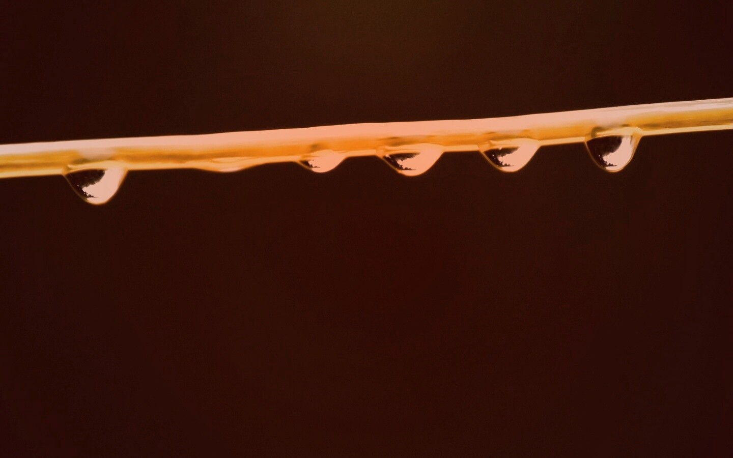 Капли на соломинке обои