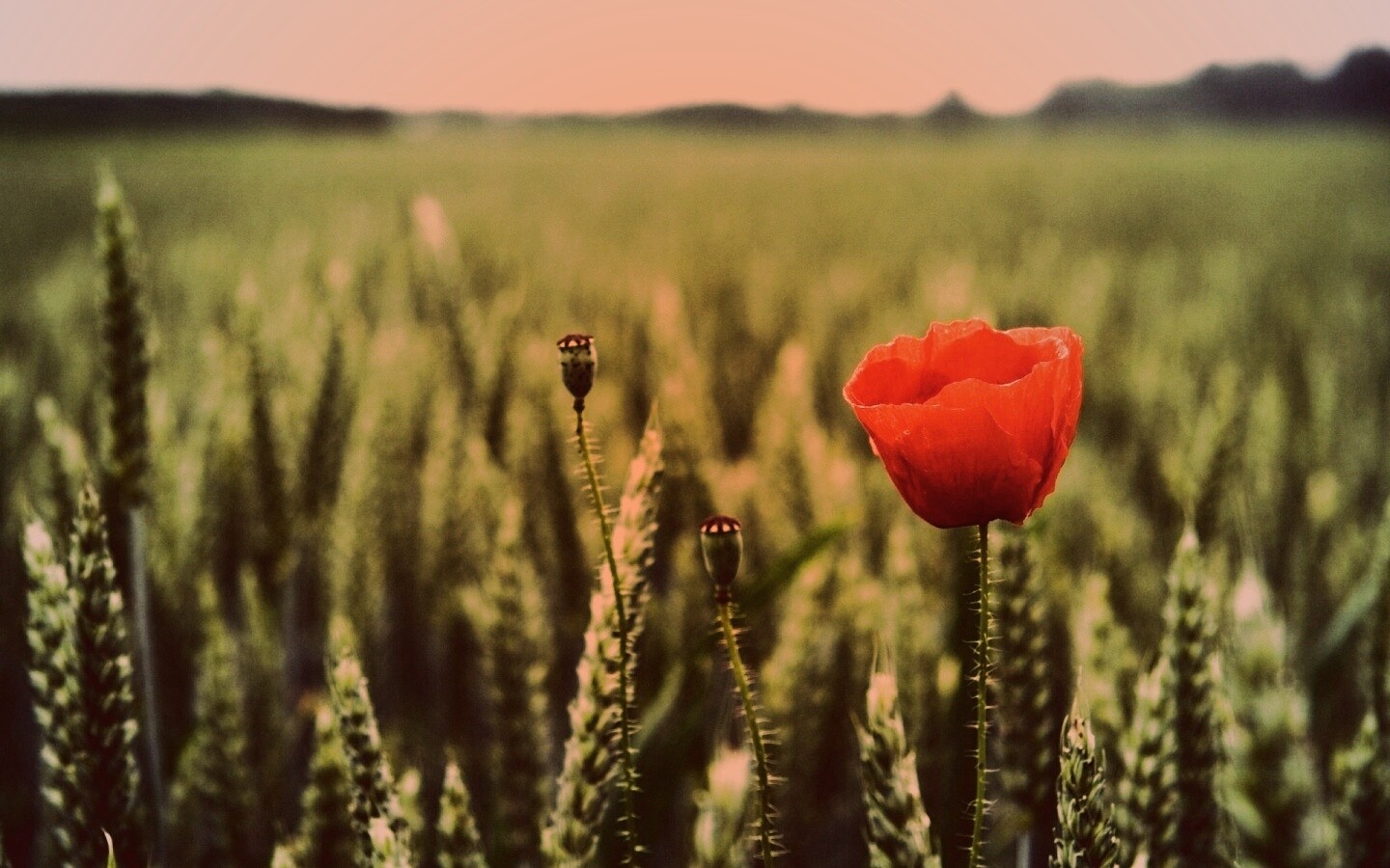 Первый распустившийся мак обои