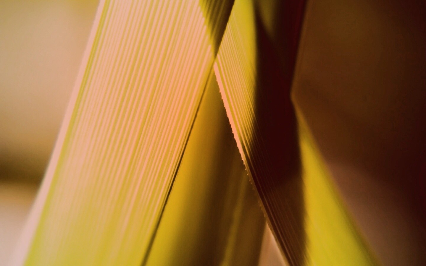 Травинки на свету обои