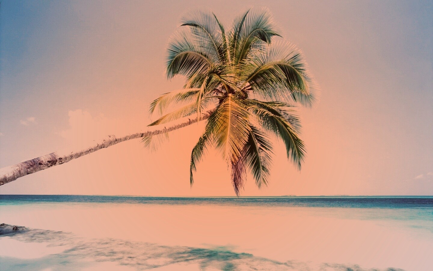 Пальма на лазурном берегу обои