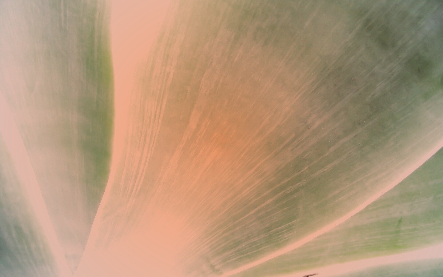 Макро фото травинки обои