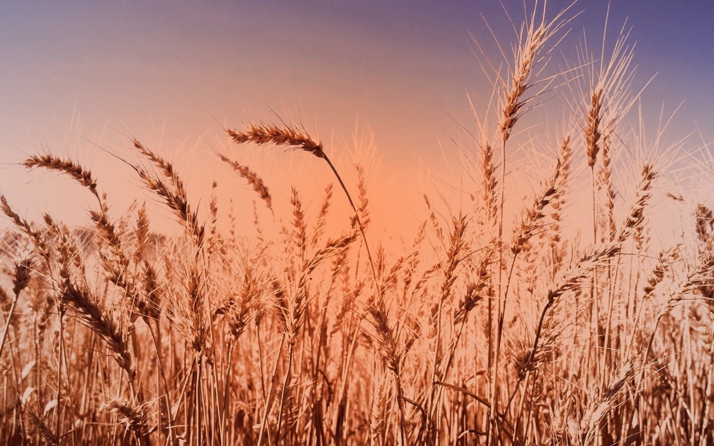 Пшеничные колосья обои