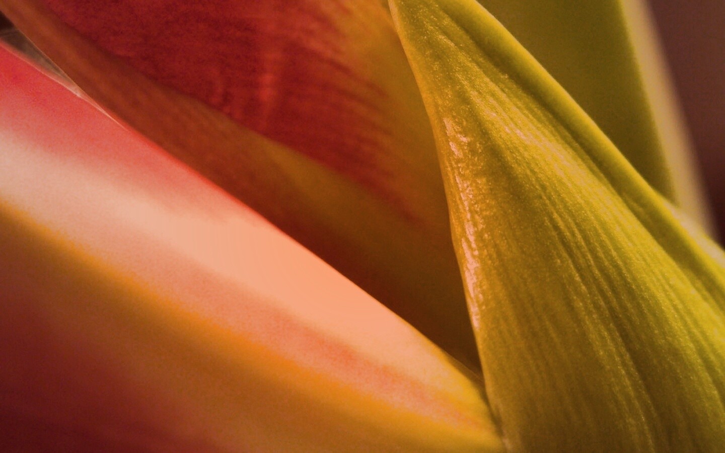 Макро фото цветка обои