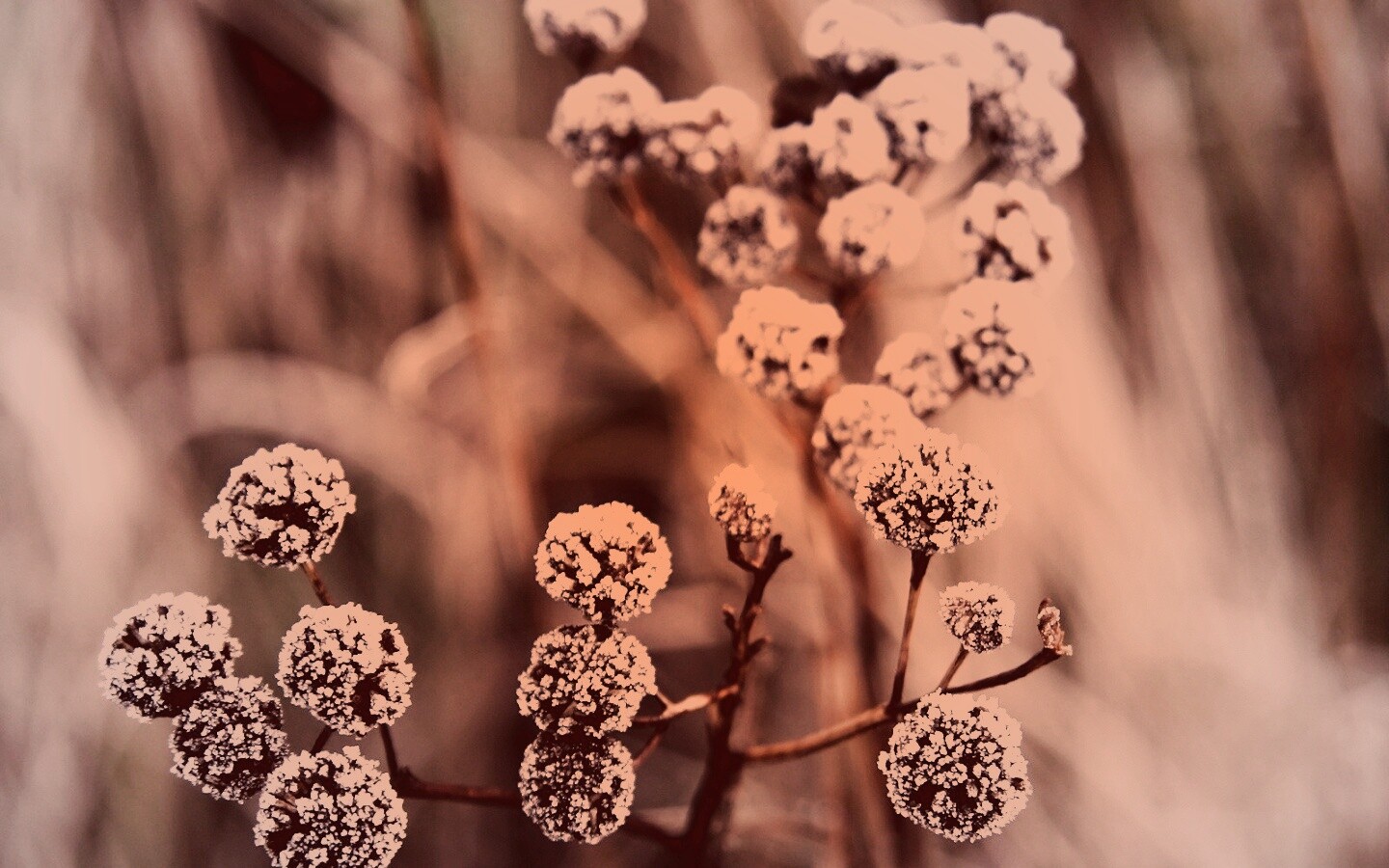 Иний на растении обои