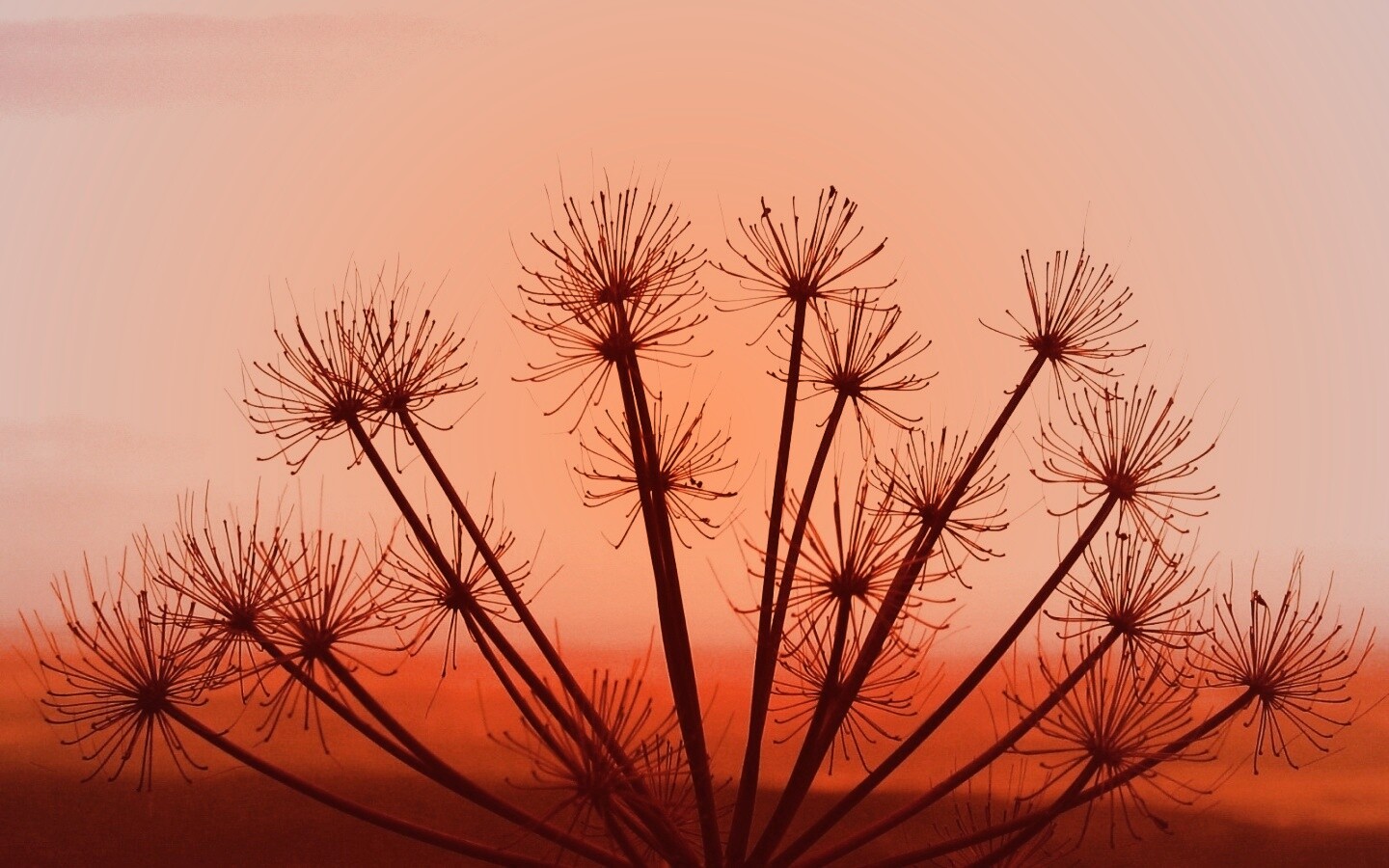 Зонтичное соцветие обои