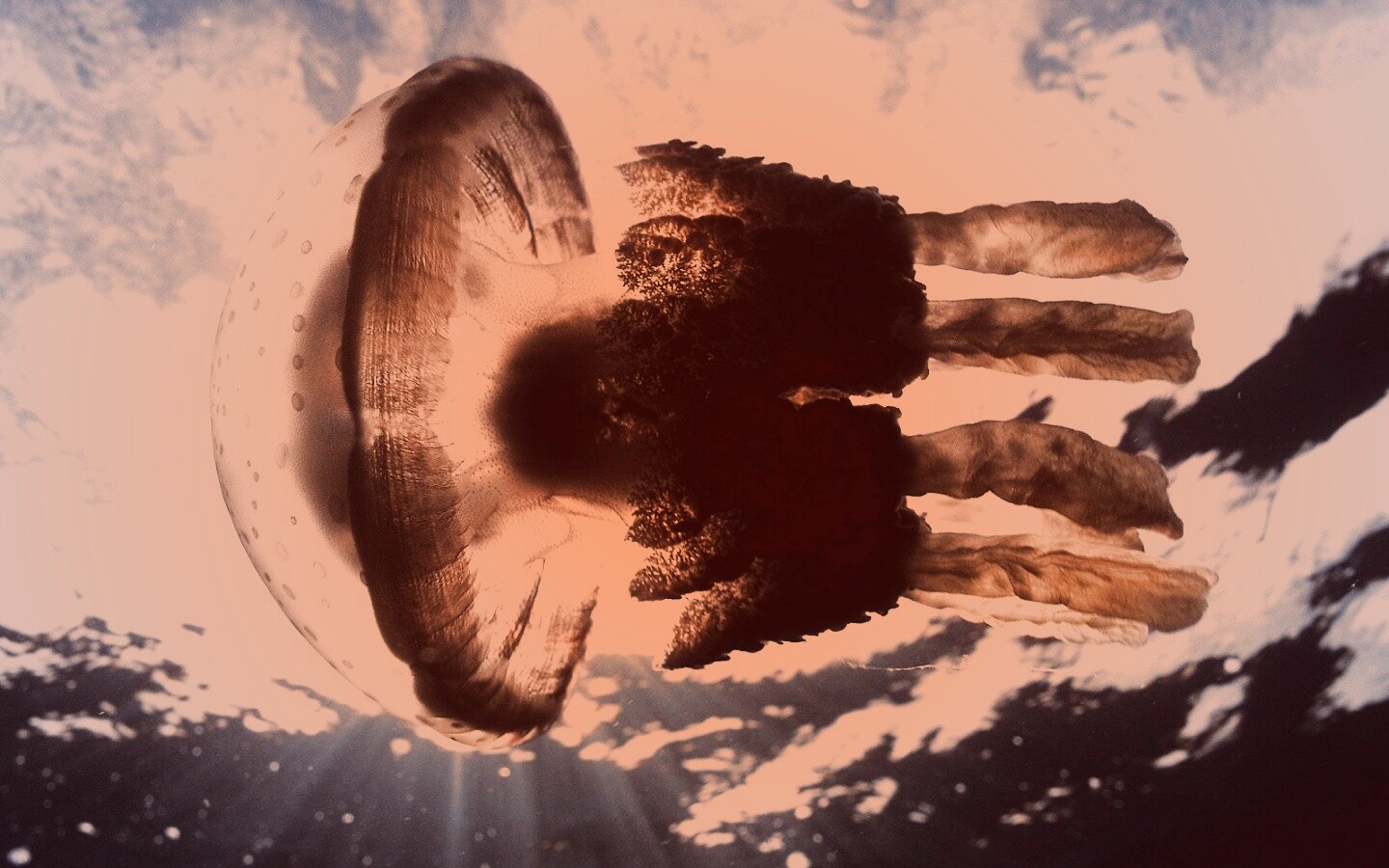 Коричневая медуза обои