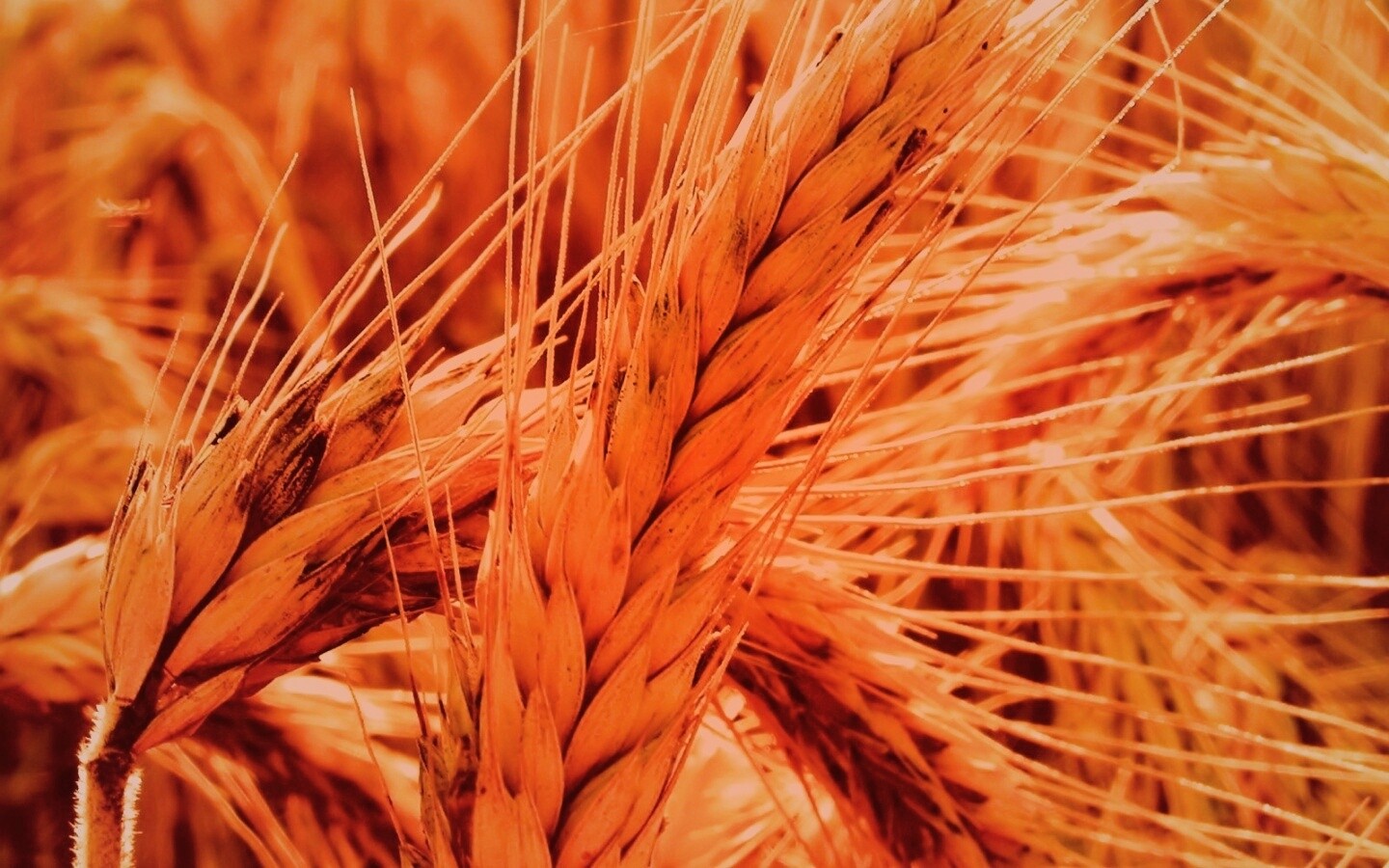 Зреющий колос обои