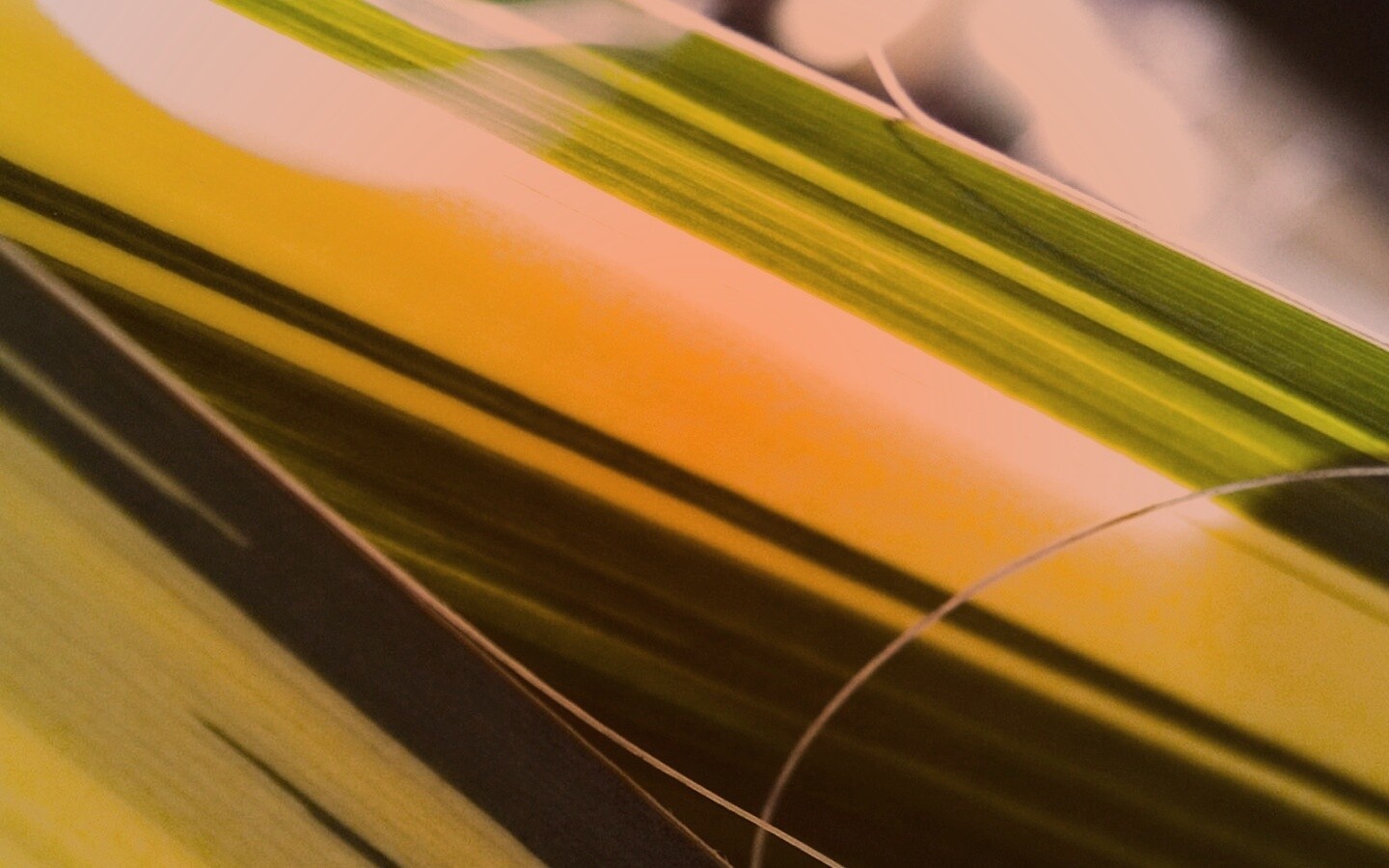 Желто-зеленые травинки обои