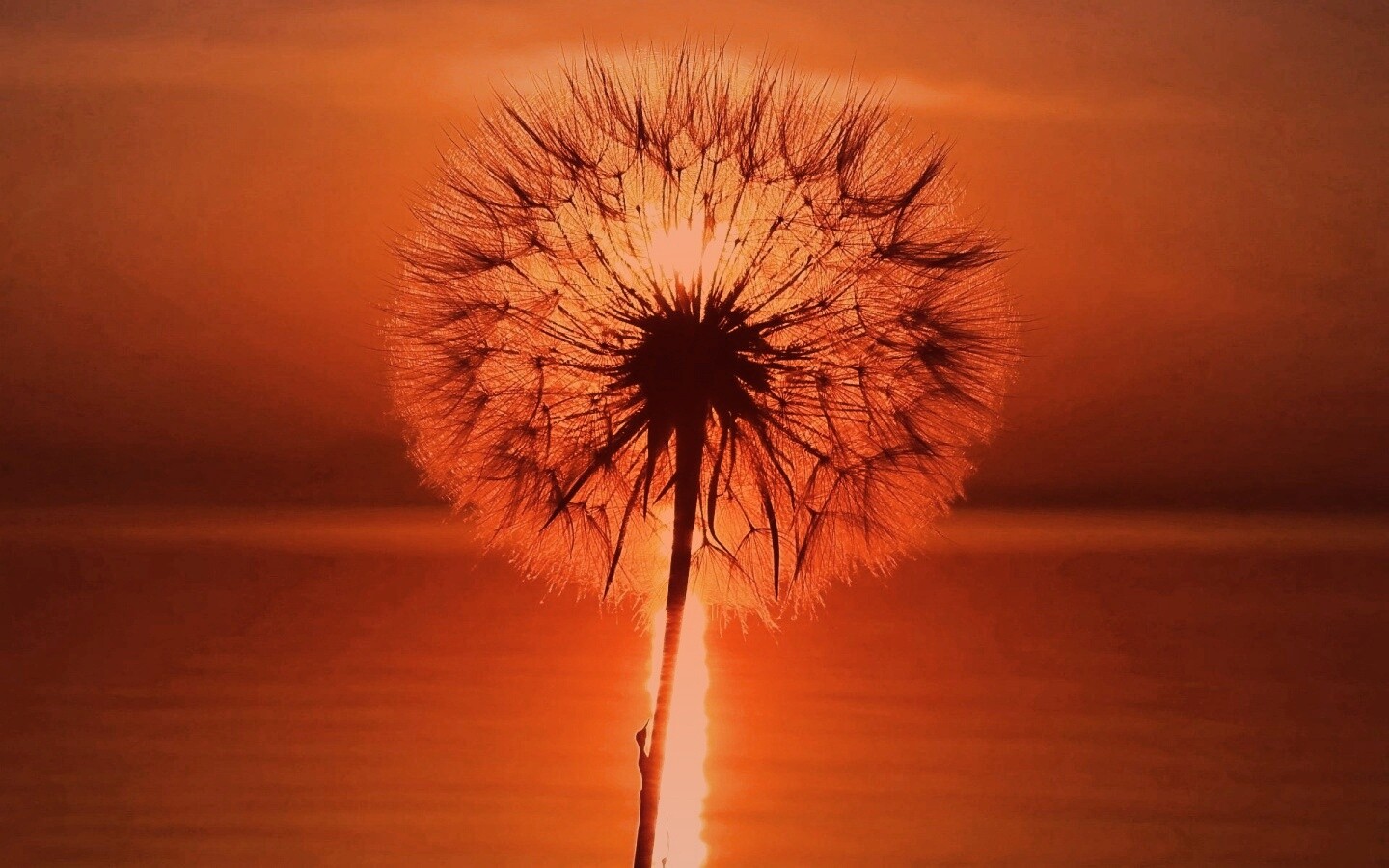 Одуванчик на закател обои