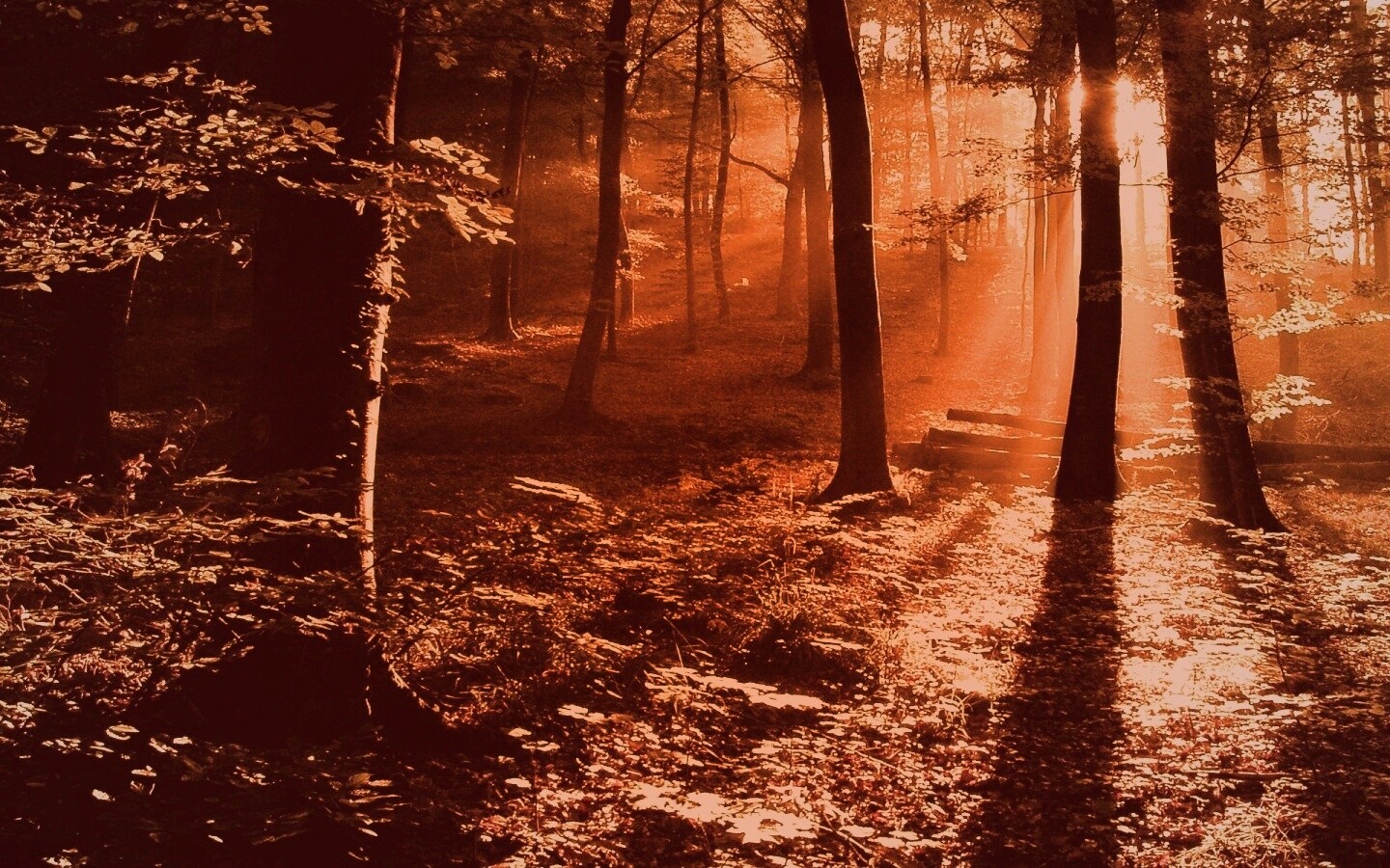 Лес в золотом сиянии обои