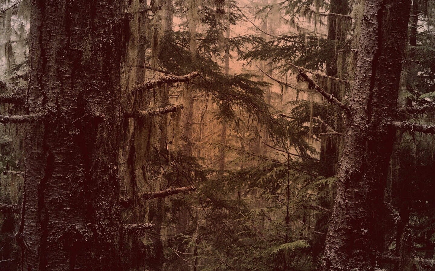 Темная чаща обои