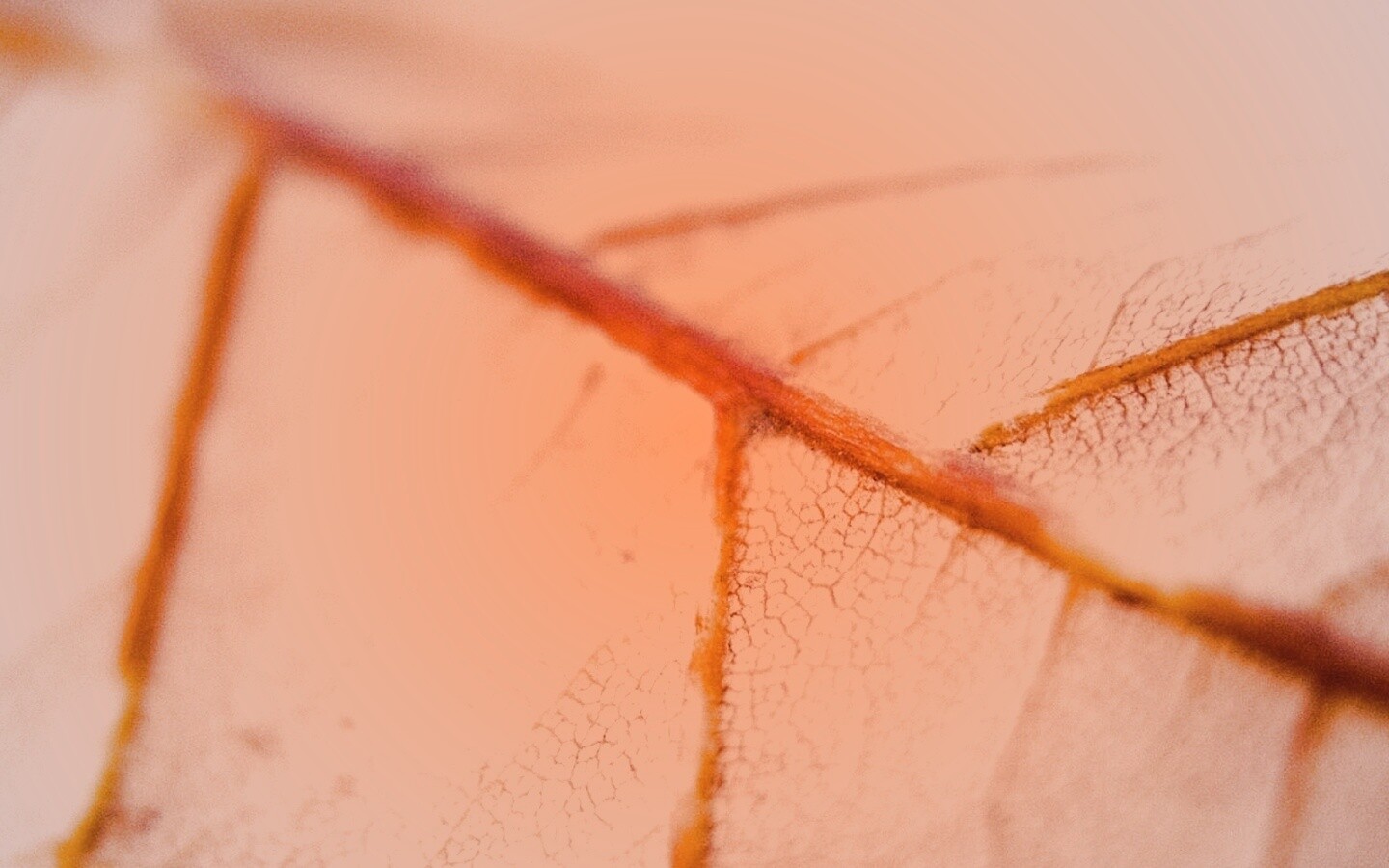 Желтый лист обои