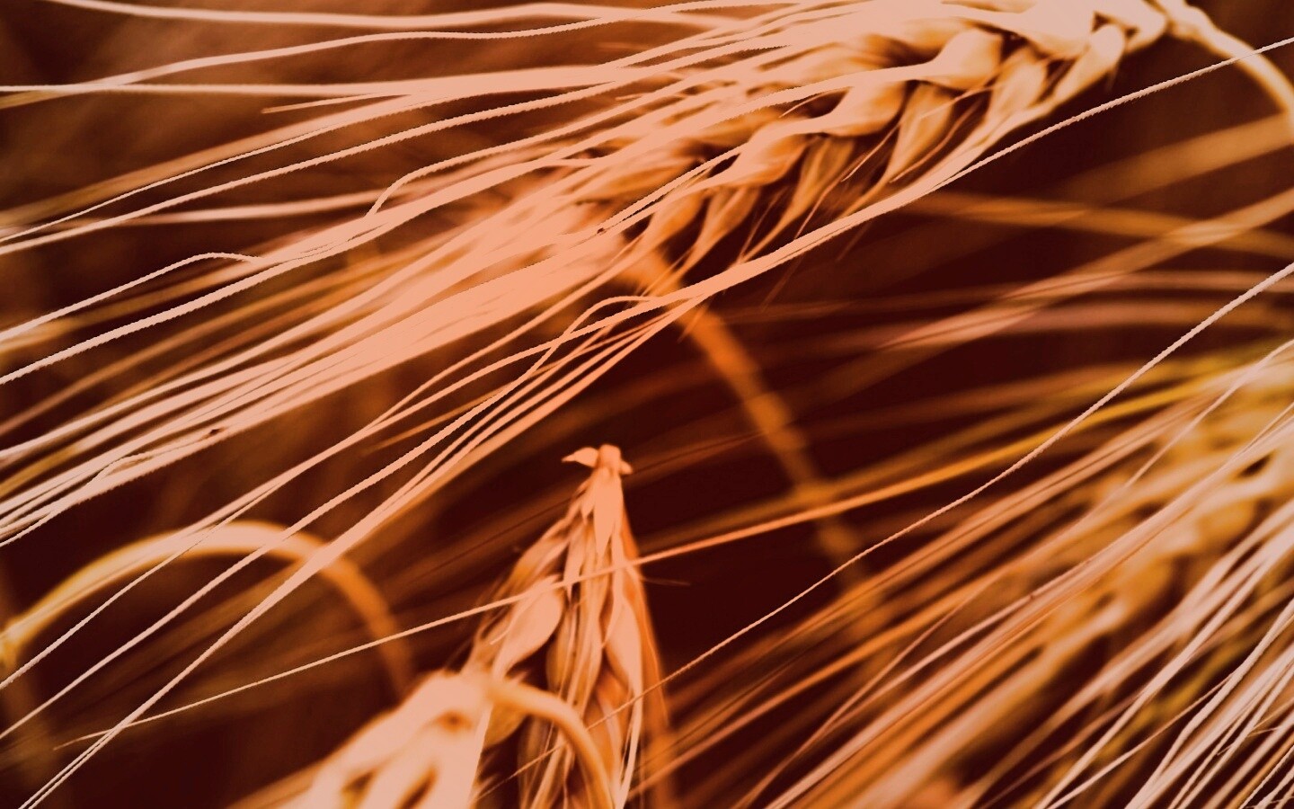 Лохматые колосья обои