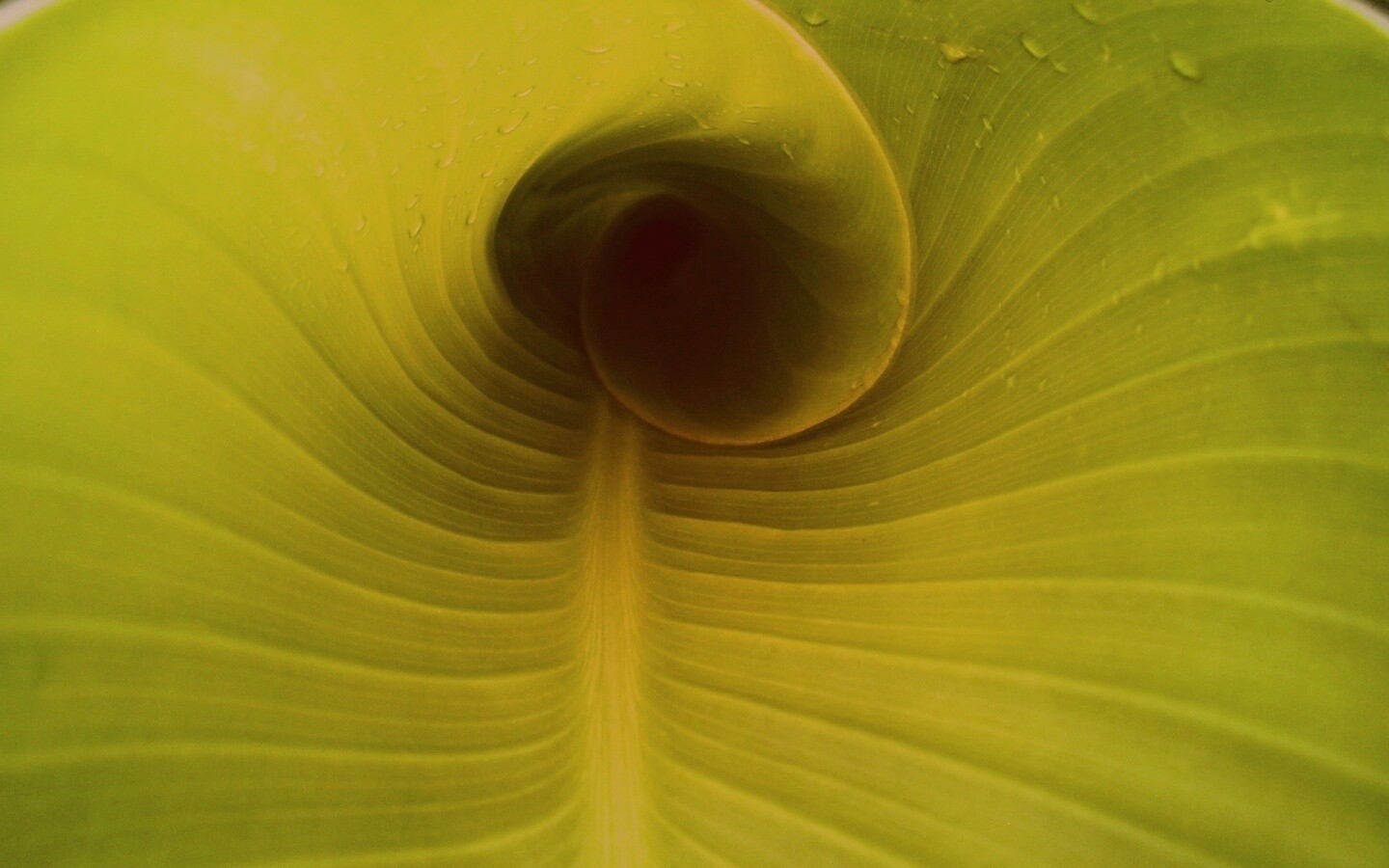 Свернутый в трубочку лист обои