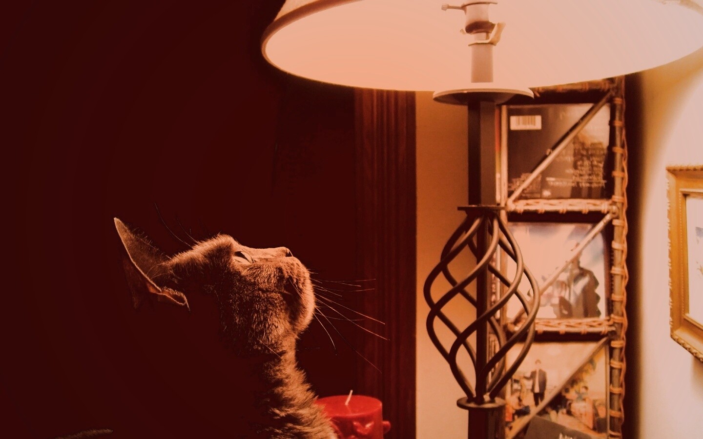 Кот смотрит под торшер обои
