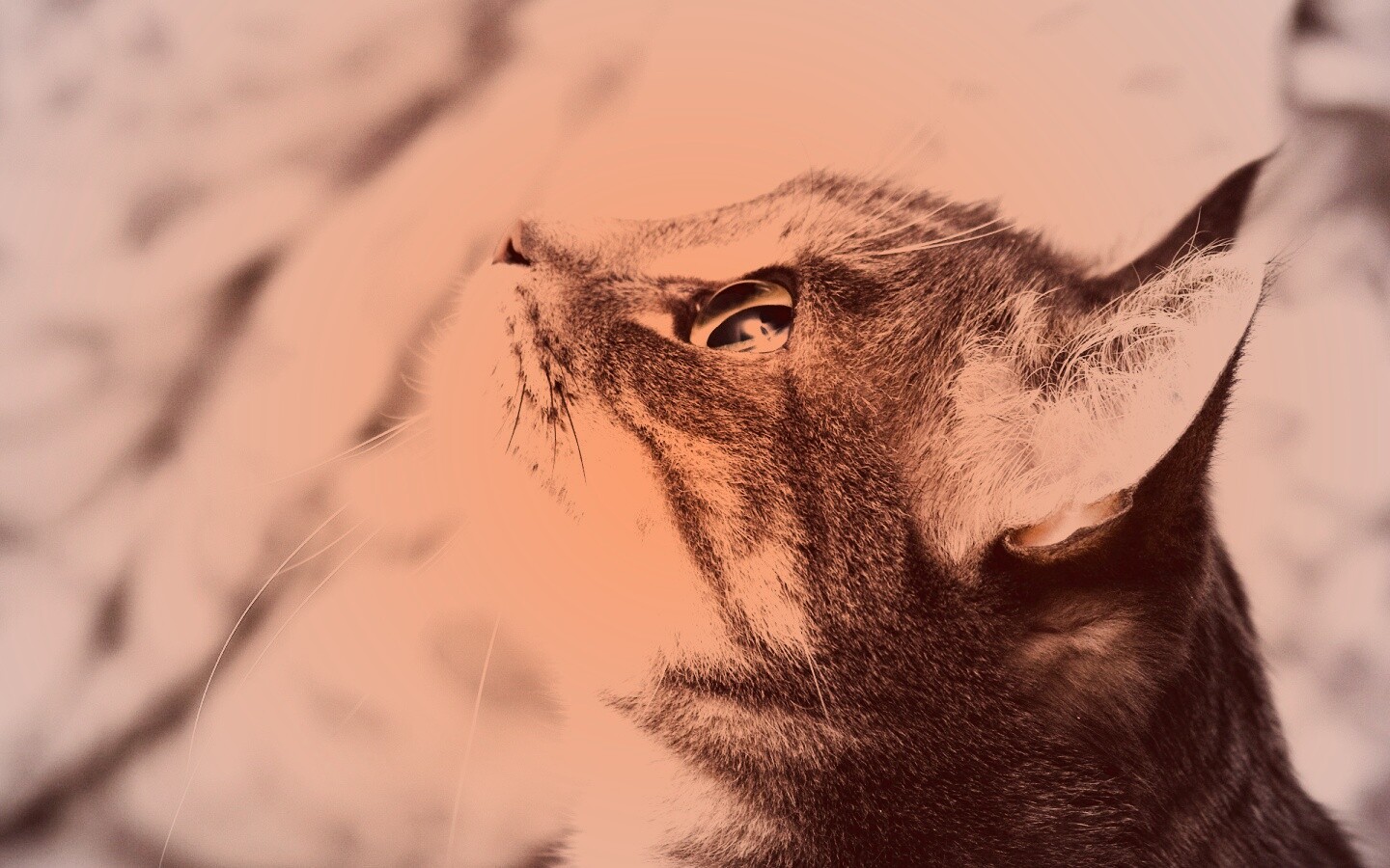 Котик смотрит верх обои