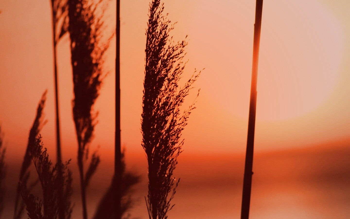Травинка на закате обои