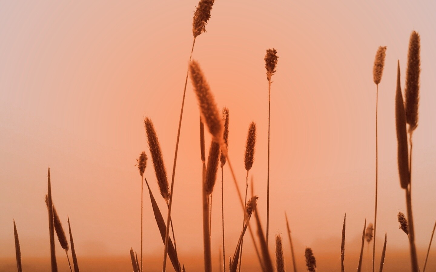 Травинки на фоне золотого неба обои