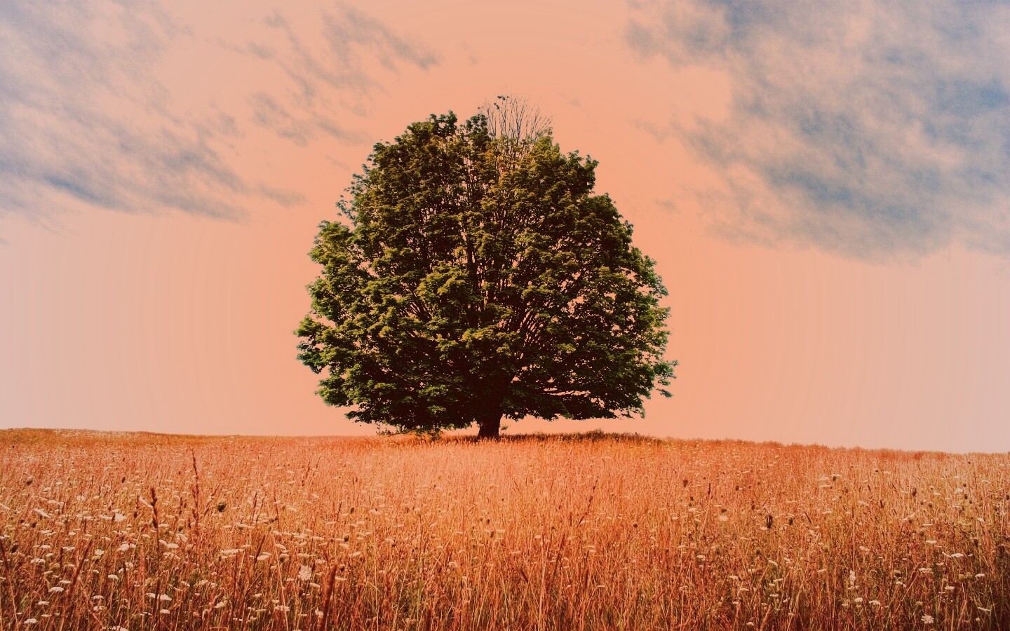 Зеленое дерево в желтом поле обои