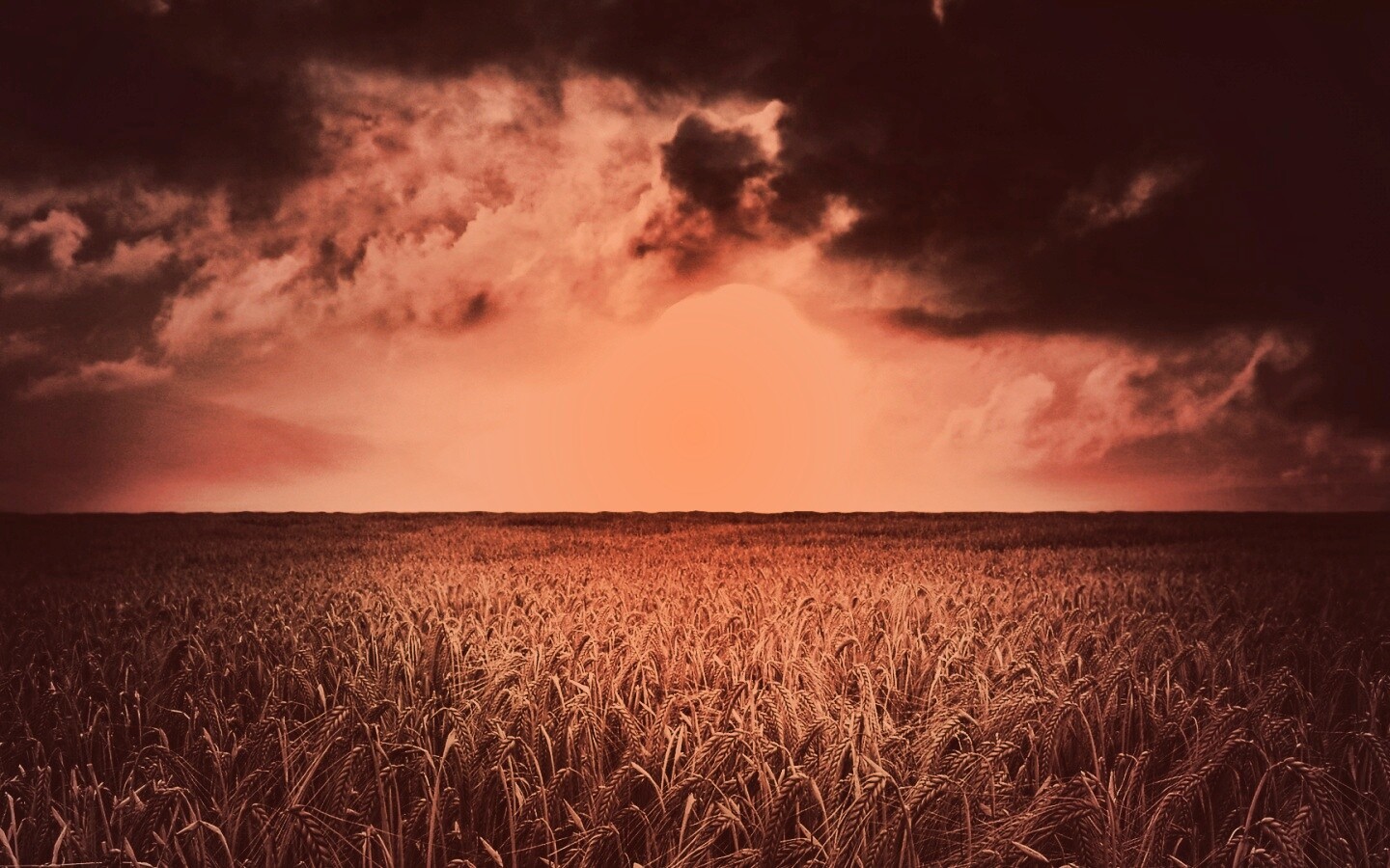 Закат над пшеничным полем обои