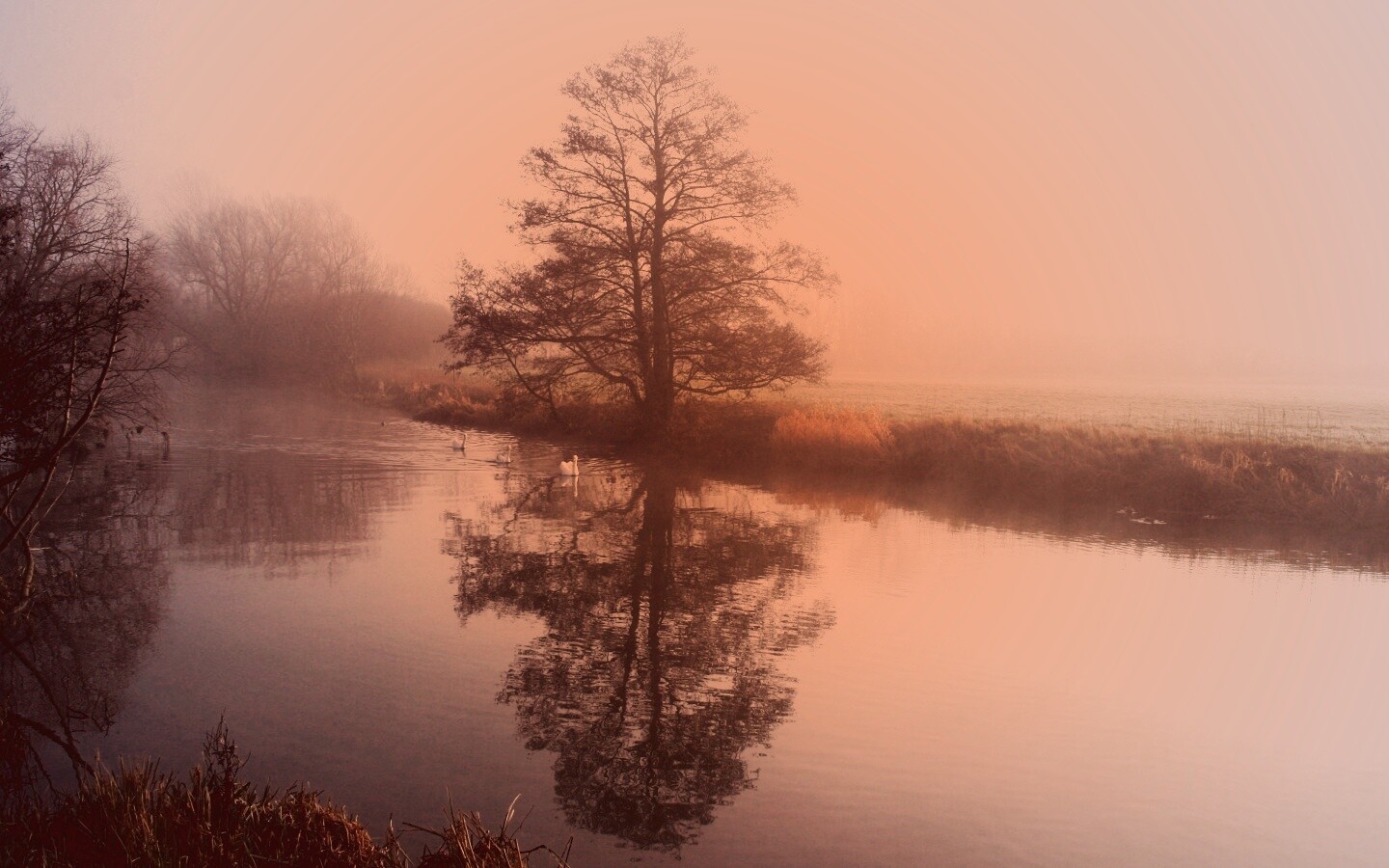 Дерево в тумане обои
