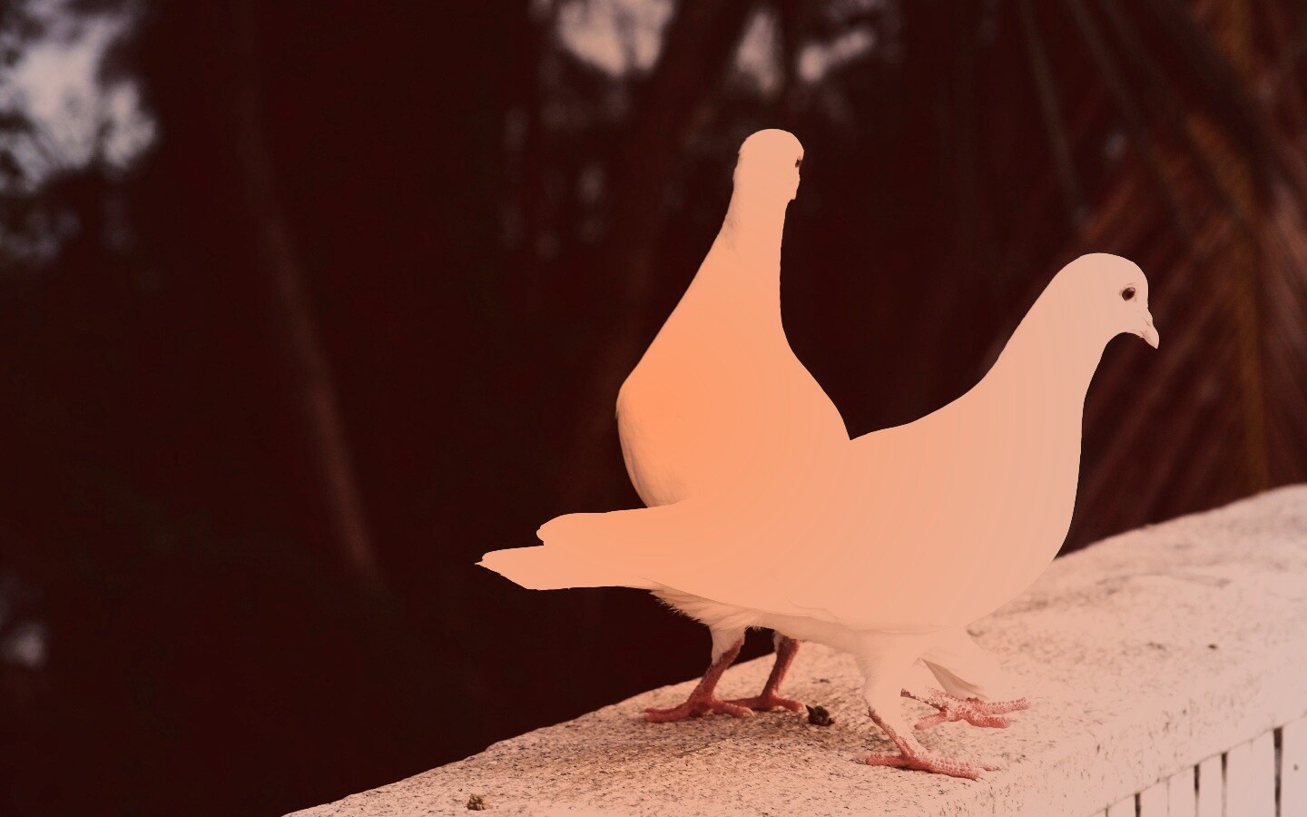 Два белых голубя обои