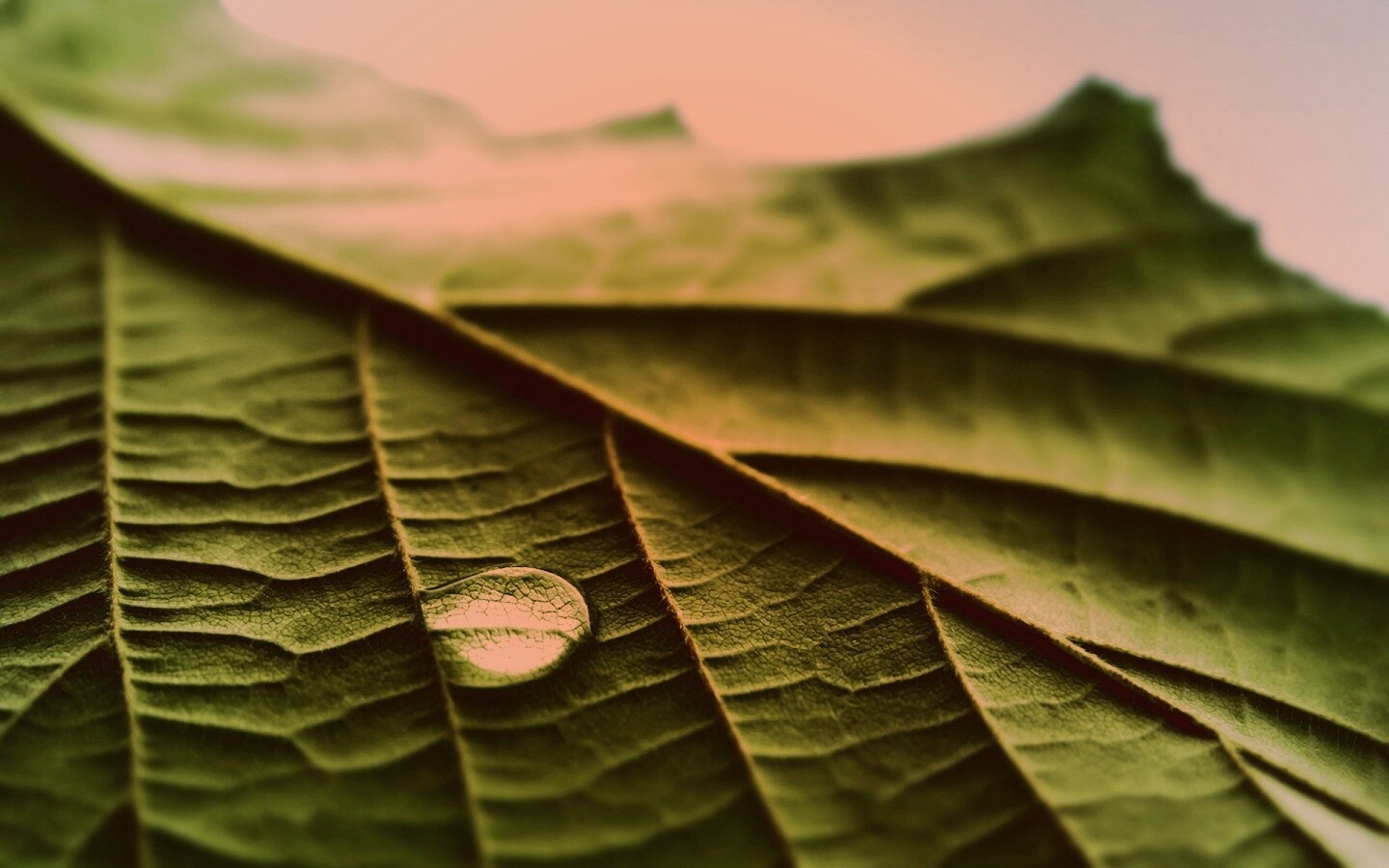 Капля на листе обои