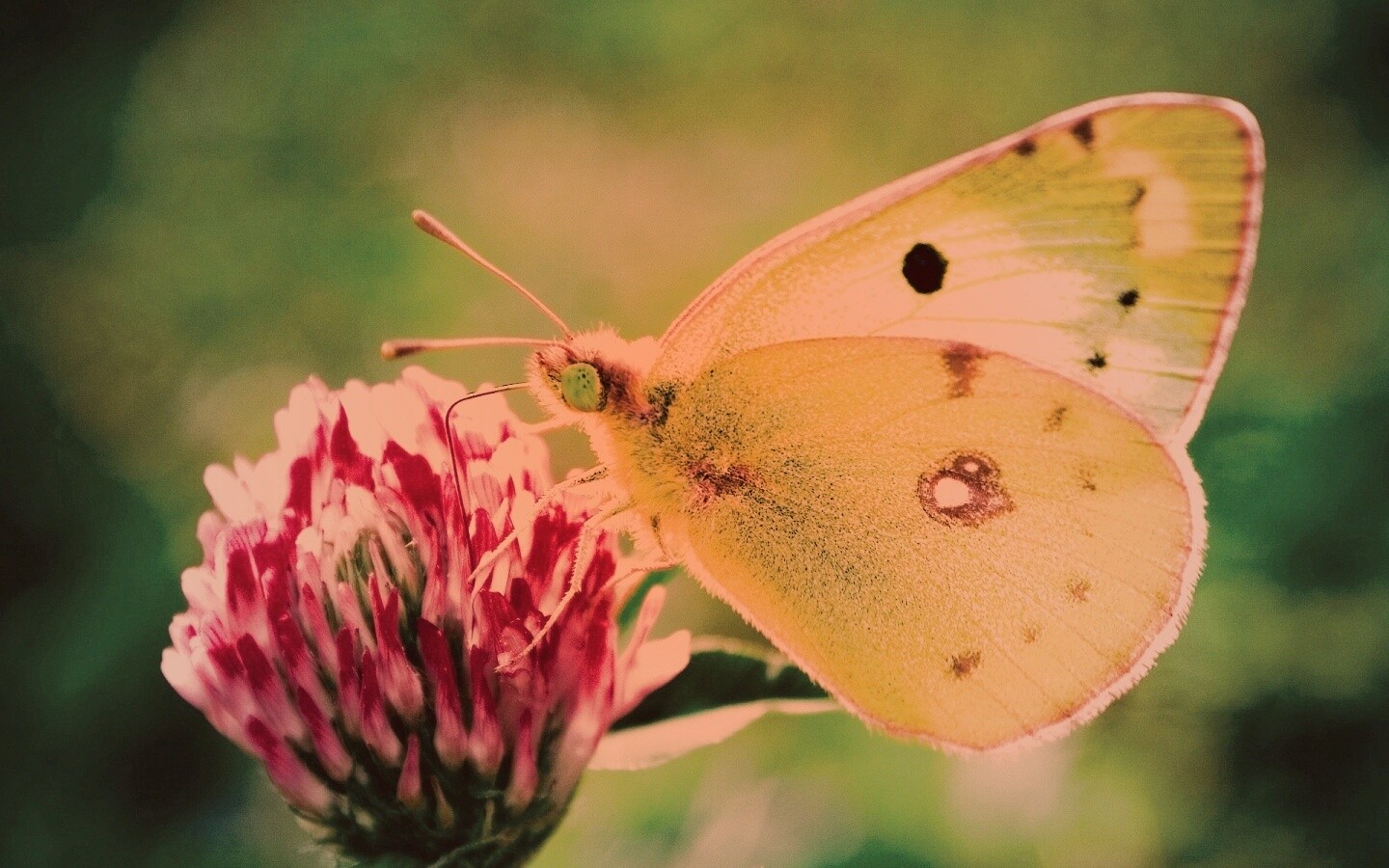 Бабочка на клевере обои
