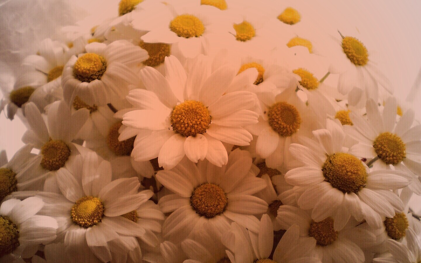 Ромашки обои