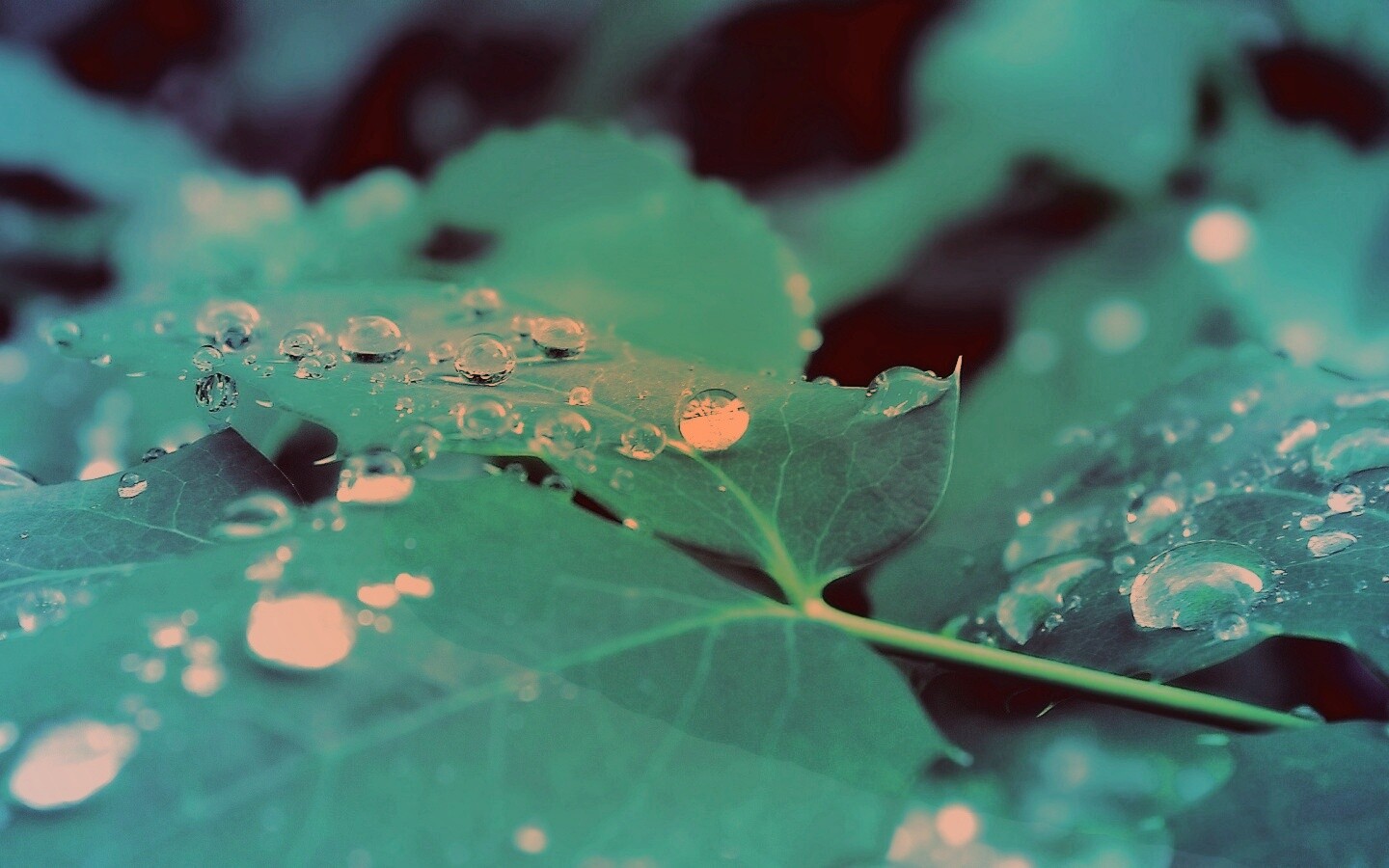 Синеватый лист обои