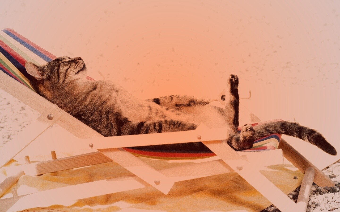 Кот в отпуске обои