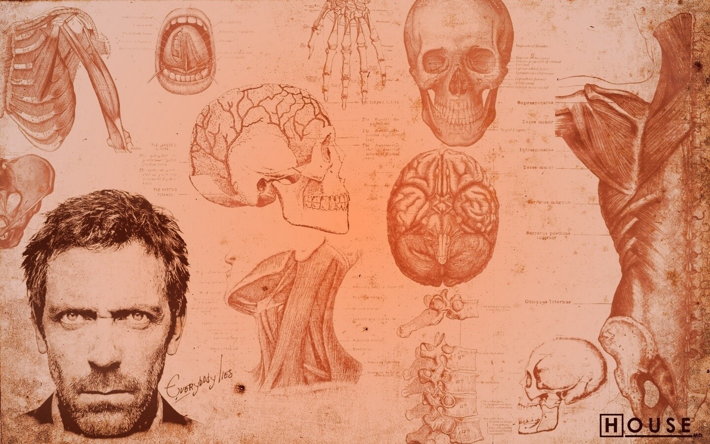 Анатомические рисунки доктора Хауса обои