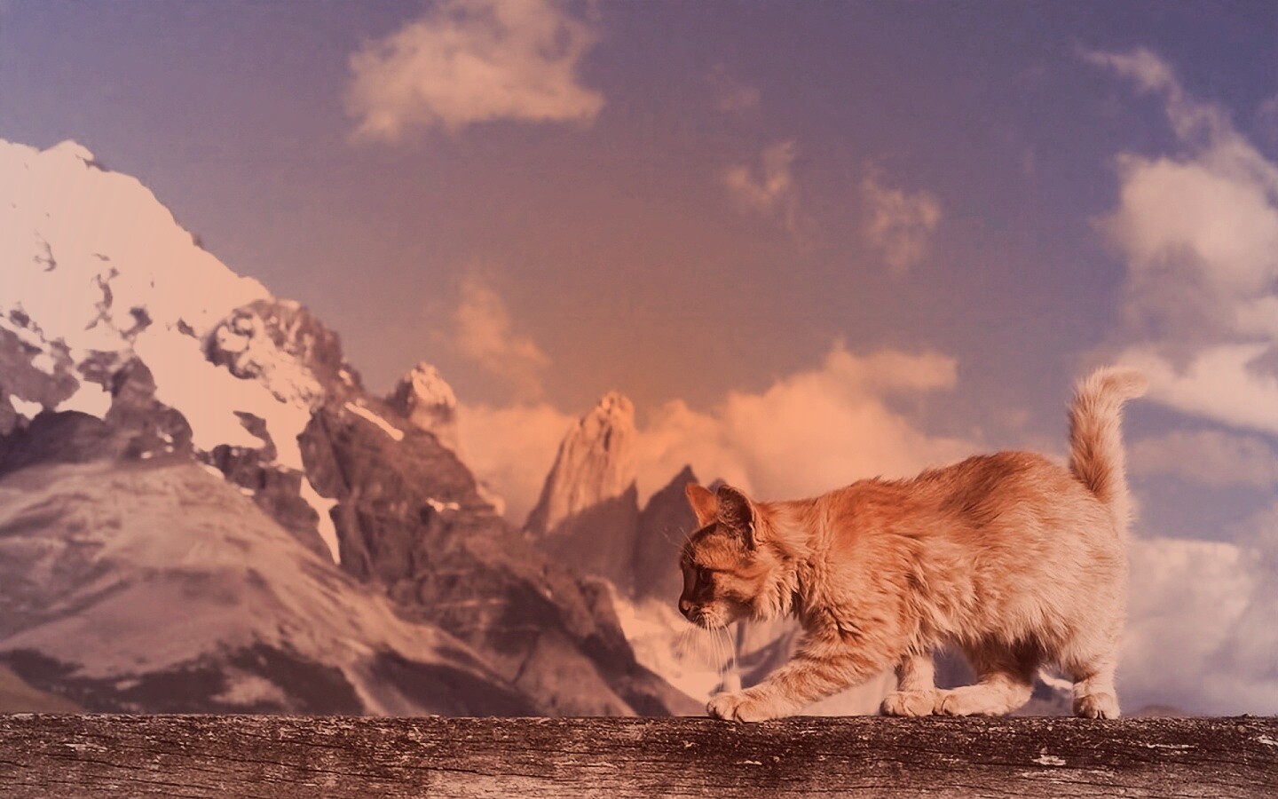 Рыжий котик в горах обои