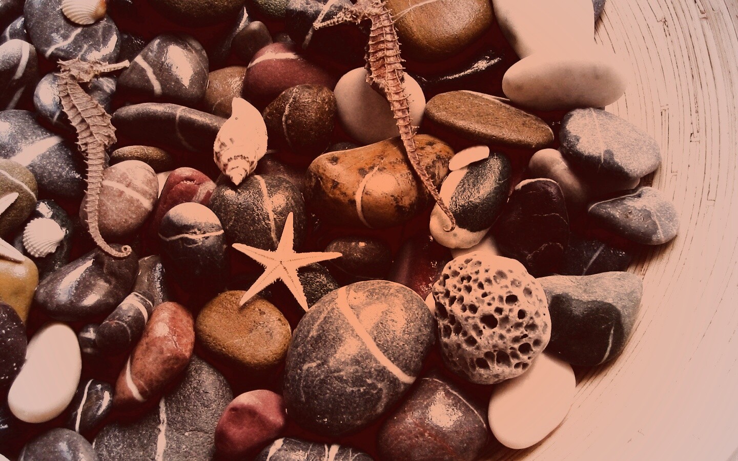 Морские камешки и фауна обои