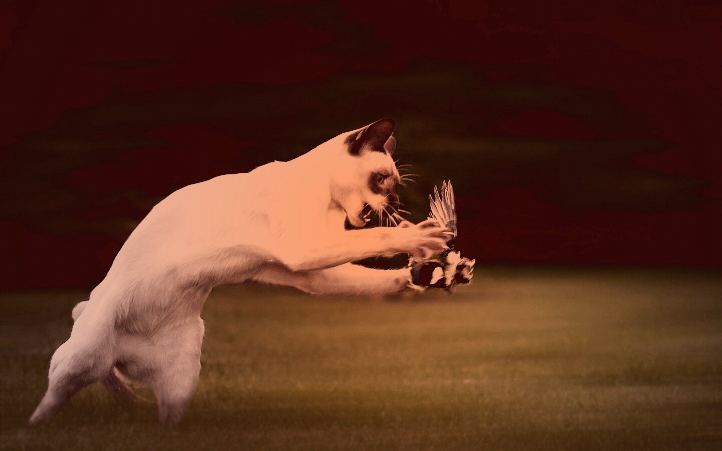 Кошка ловит птичку обои