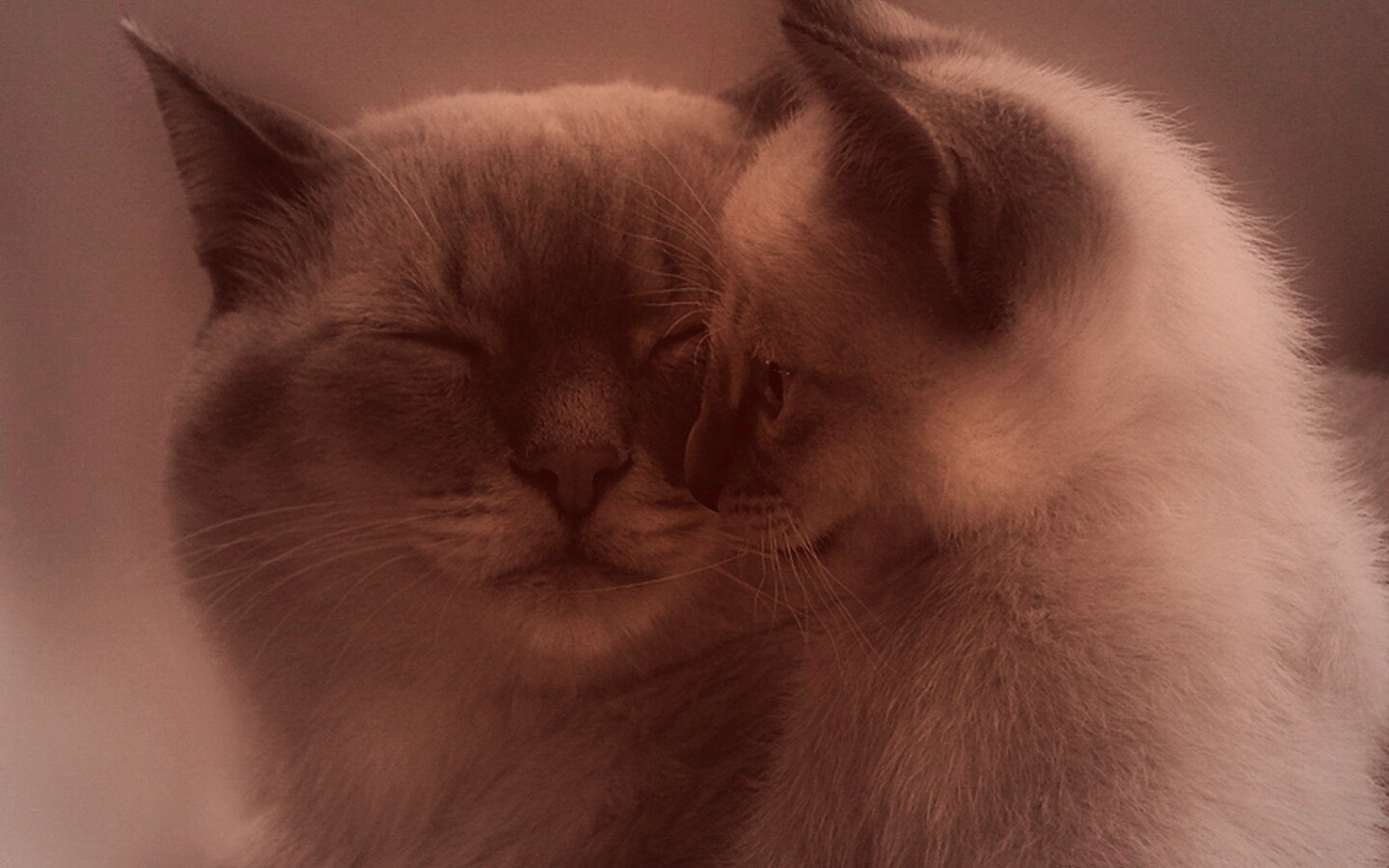 Кошка с котенком обои