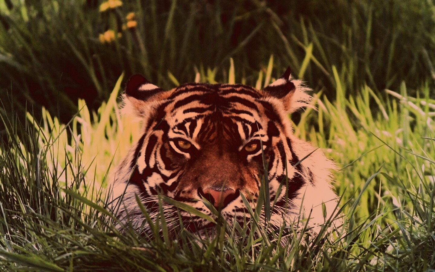 Морда тигра в траве обои