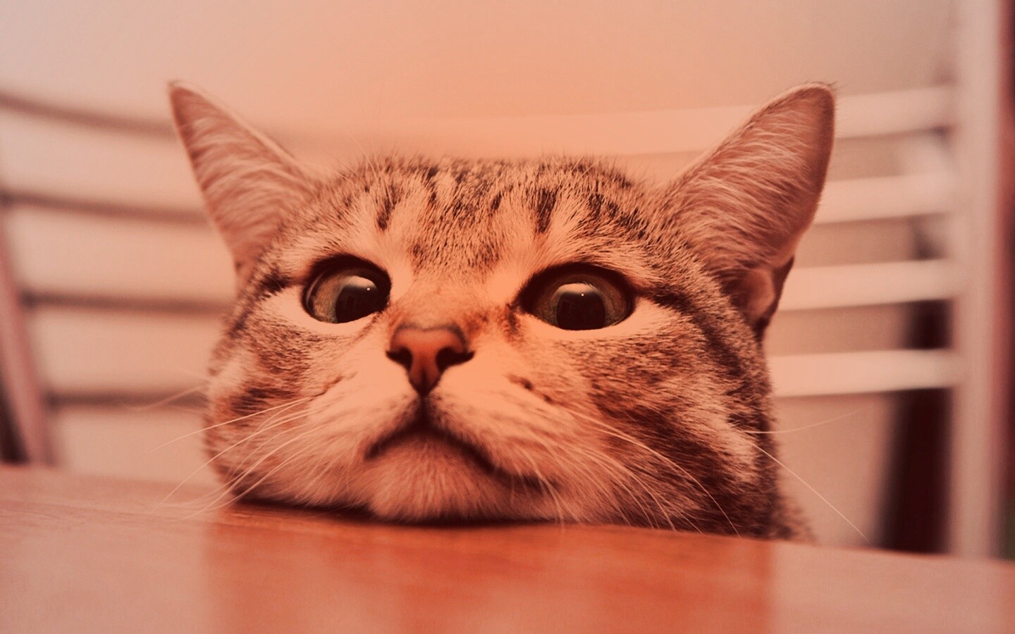 Любопытный котейка обои