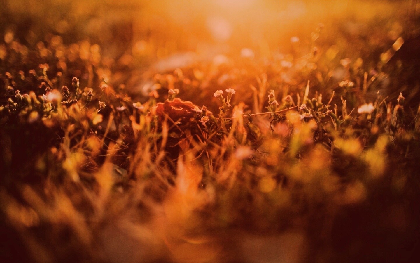 Полевые цветы в закатном солнце обои