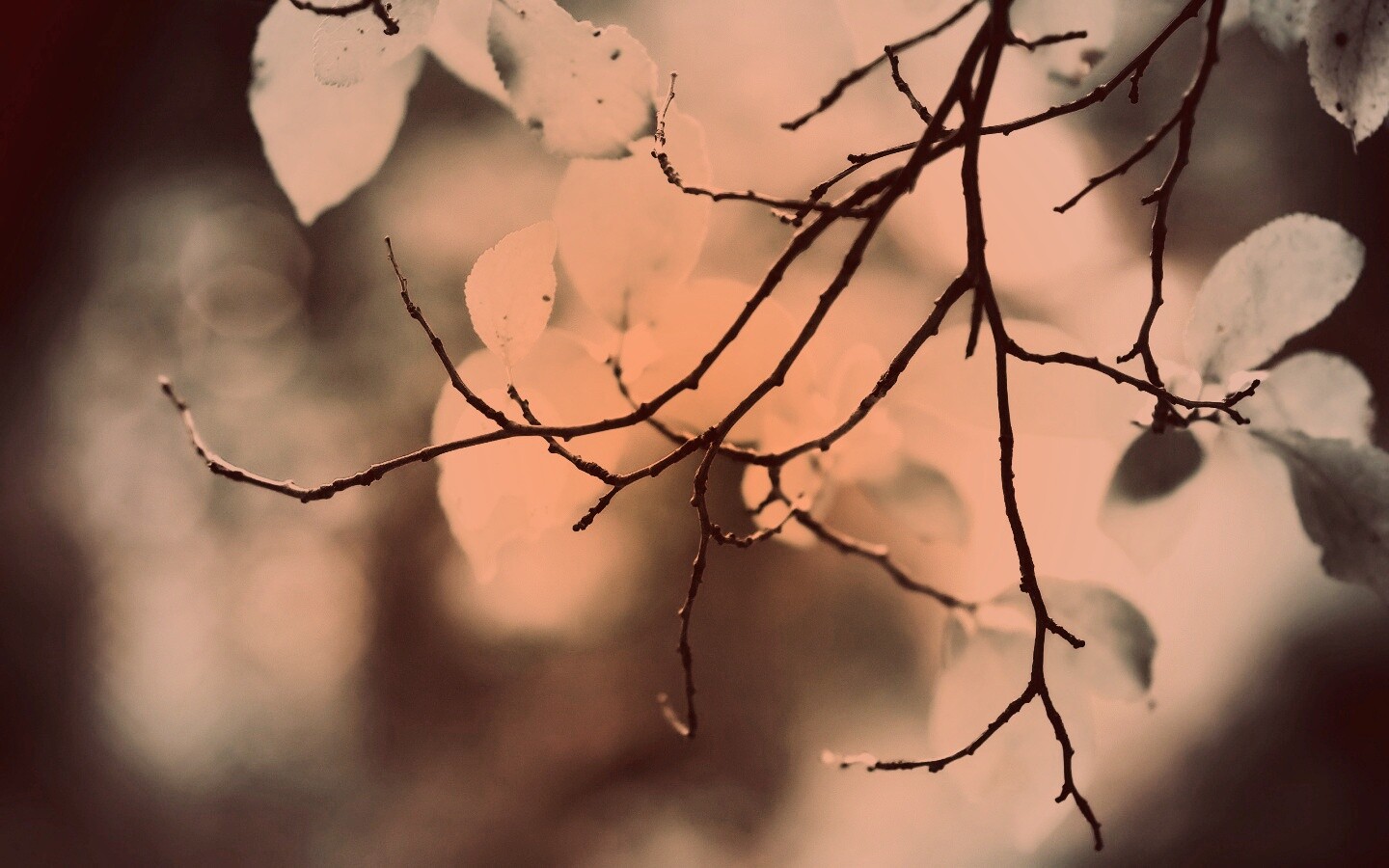 Осенние ветки без листьев обои