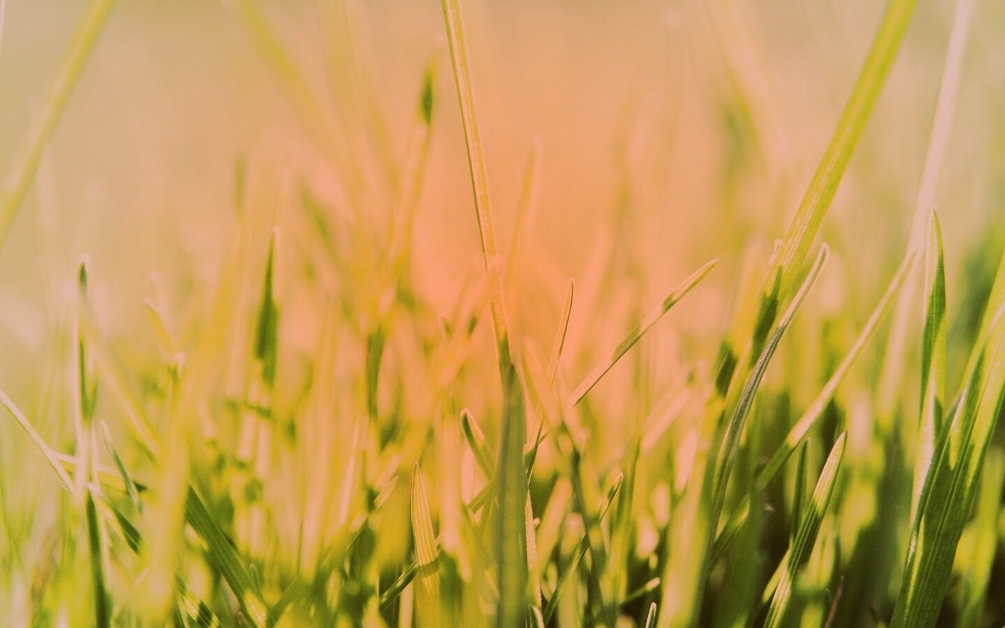 Ярко зеленая трава обои