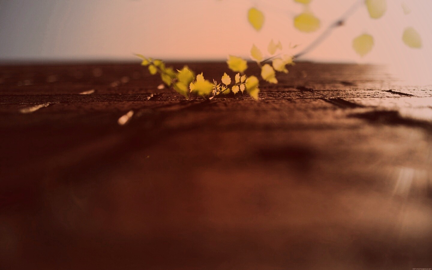 Зеленые ростки в стене обои