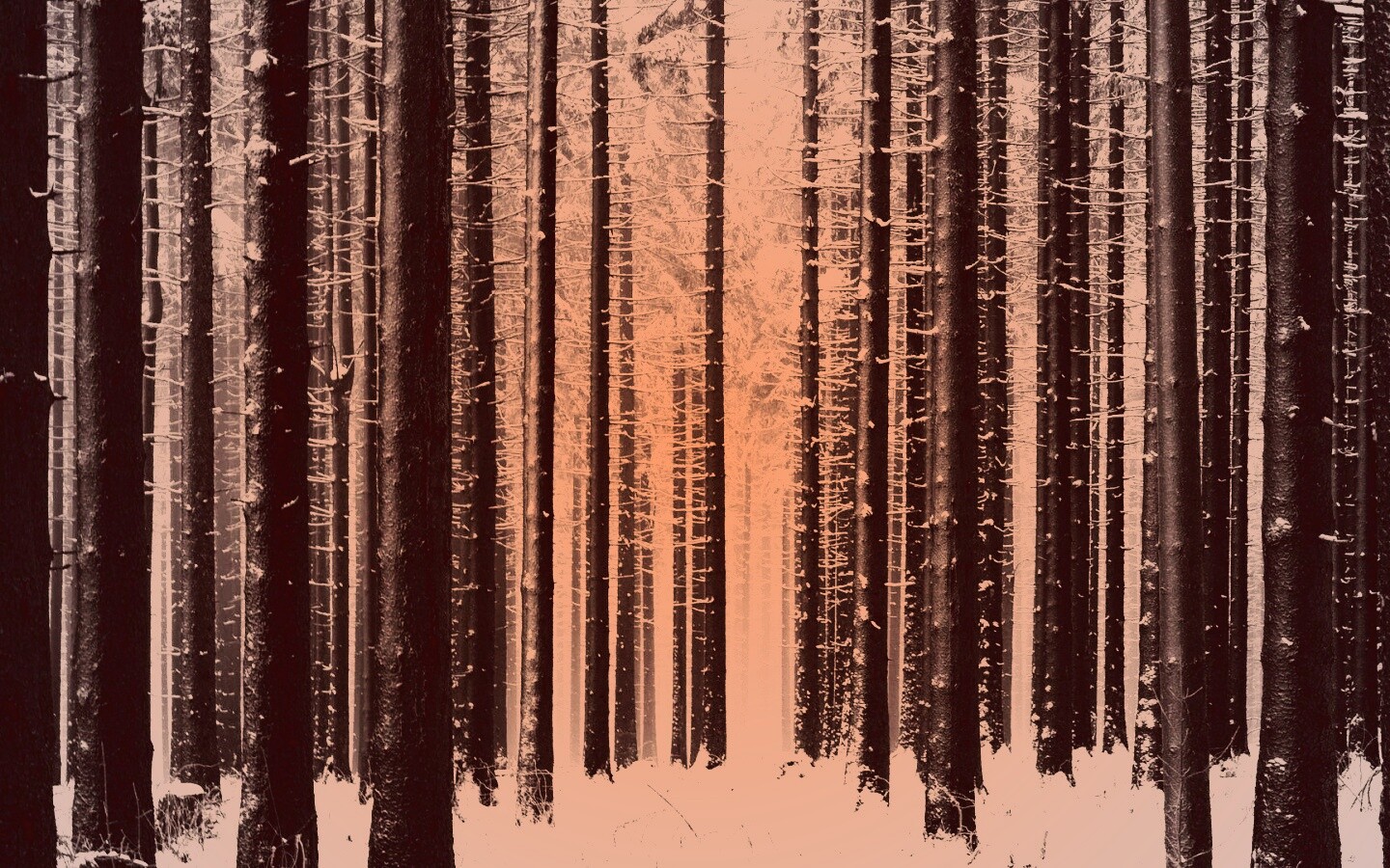 Зимний лес как штрихкод обои