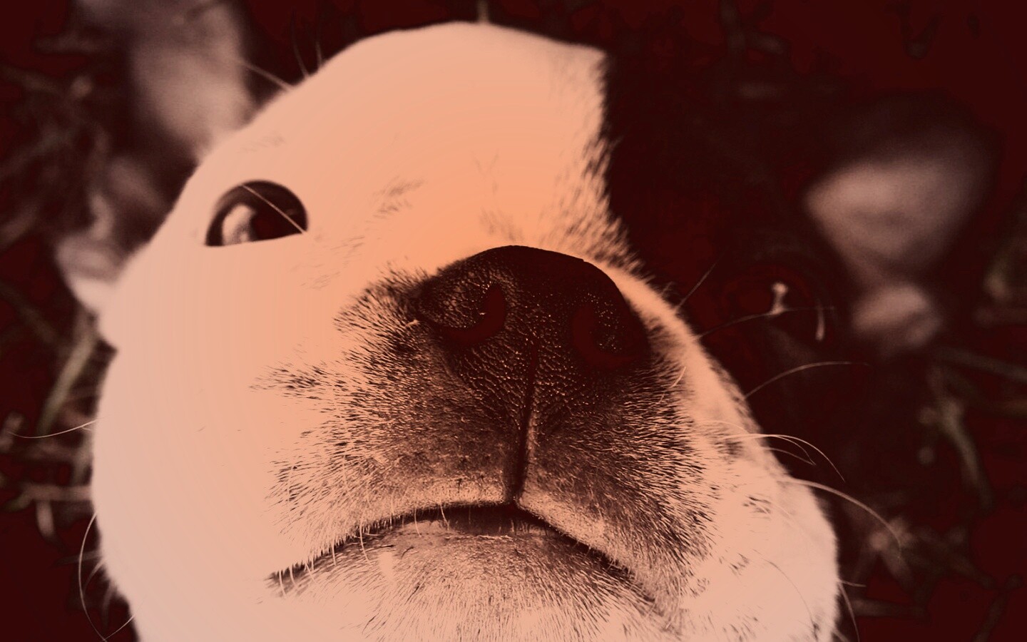 Бостонский терьер обои